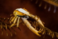   Spring crab crinoid  